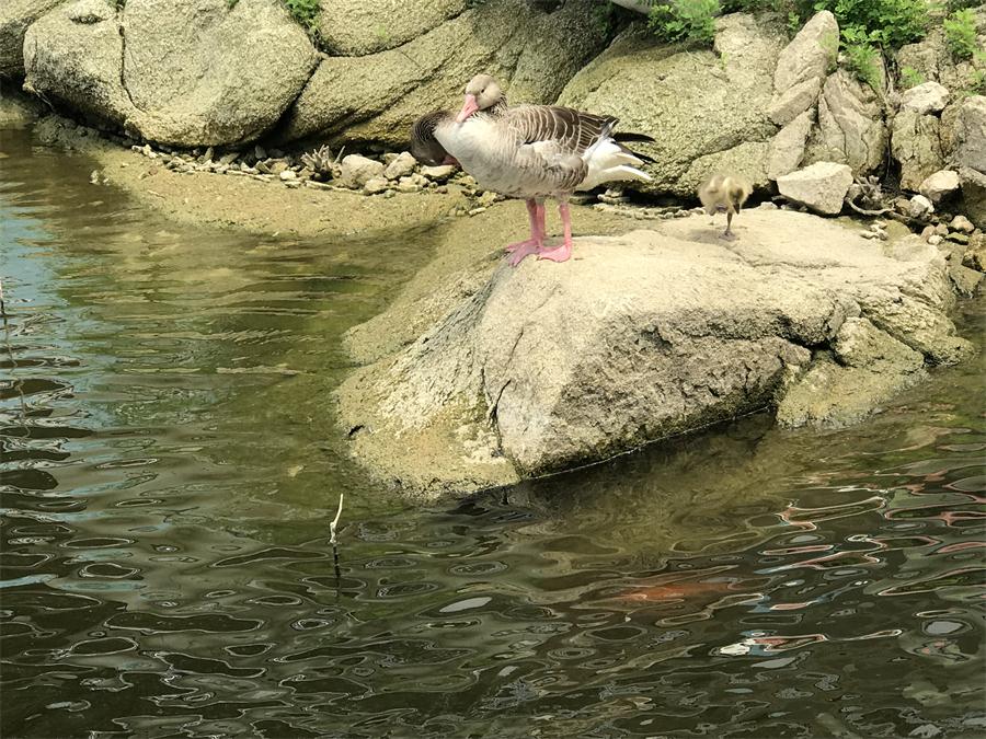 天鵝湖風(fēng)景區(qū)（泰山）速覽！(圖15)