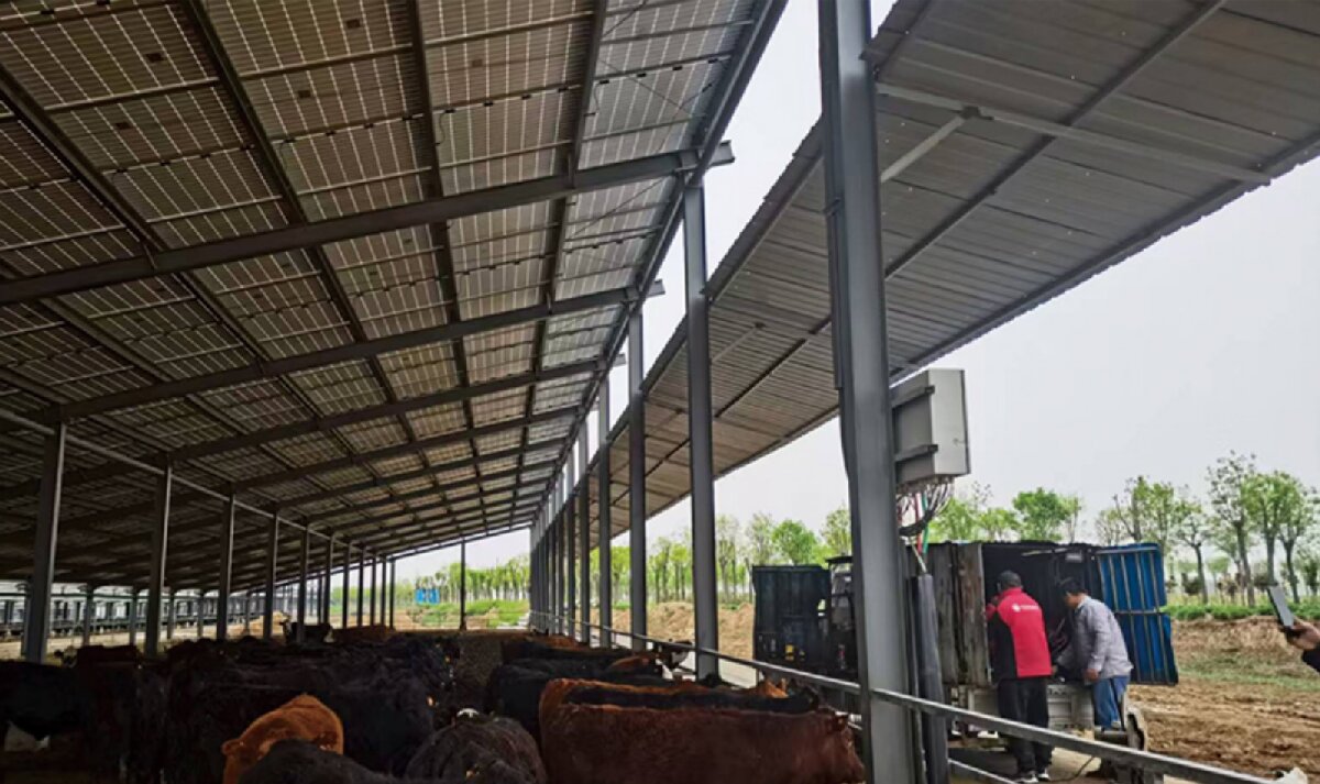 信橋鋼構(gòu)：打卡蒙陰農(nóng)業(yè)溫室大棚、青州黑牛養(yǎng)殖基地！(圖4)