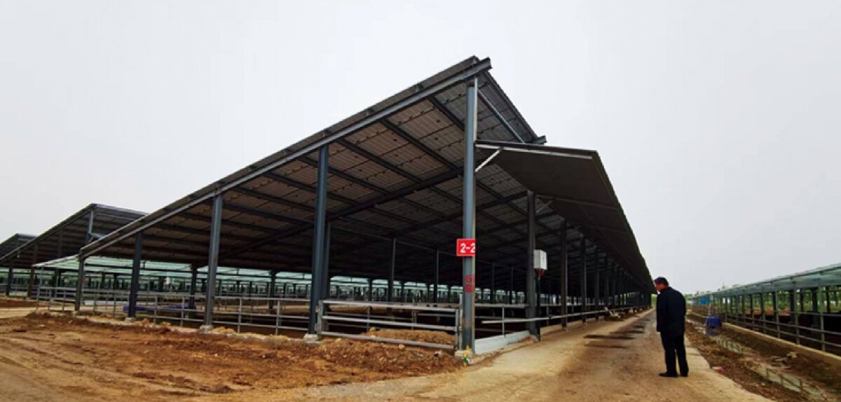 信橋鋼構(gòu)：打卡蒙陰農(nóng)業(yè)溫室大棚、青州黑牛養(yǎng)殖基地！(圖5)